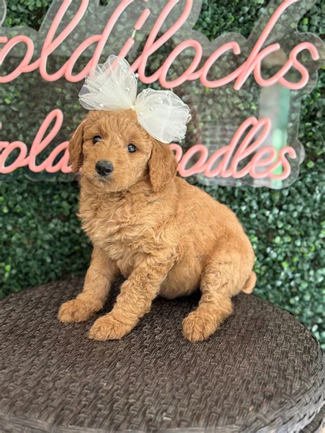 Goldilocks Goldendoodles - F1 & F1B Goldendoodle Puppy