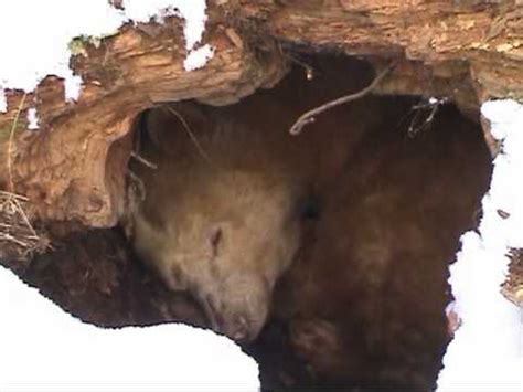 Do Bears Poop While They're Hibernating? - The Dodo