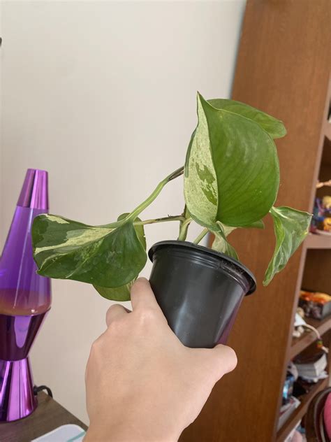 What type of Pothos do I have? Marble Queen? : r/pothos