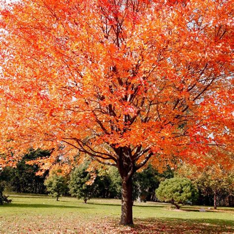 red maple freedom forest nursery