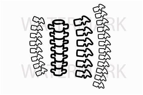 Outline Human Spine - SVG/JPG/PNG Hand Drawing