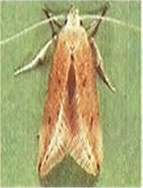 Angoumois grain moth - Alchetron, The Free Social Encyclopedia