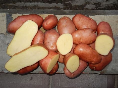 Картофель оптом в Краснодаре - Барахолка дом и дача продукты питания