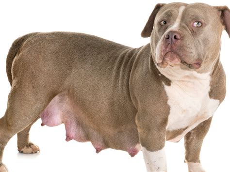 Dog Pregnancy Guide: Essential Tips for Dog Owners | Spot Pet Insurance ...