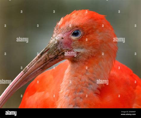 scarlet ibis   species  ibis   bird family