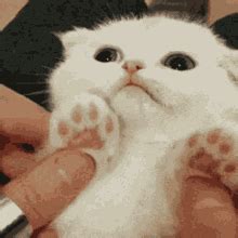 Cat Hands GIFs 
