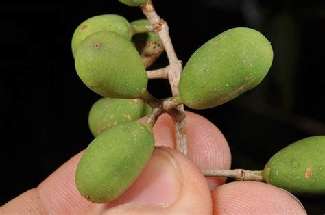 olea borneensis oleaceae image   phytoimagessiuedu