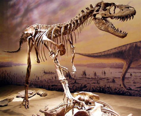 Tyrannosauroidea – Wikipedia