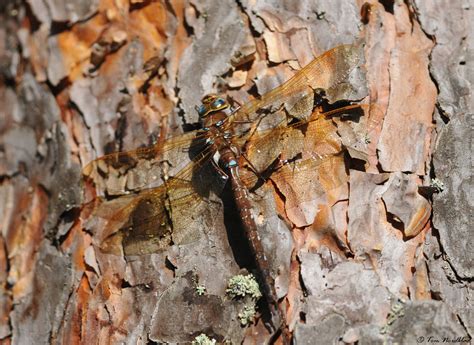 FINNISH BIRDING: Butterfly weekend in Hartola summerhouse. 4.8-7.8.2017