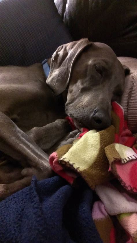 Dog Trainers, Vets and Weimaraner people of reddit, please help us help Bentley. : r/dogs