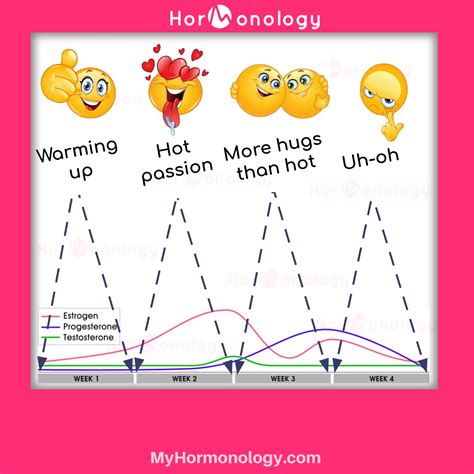 Ovulation Cycle Hormones