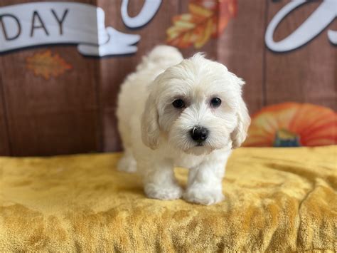 Buy puppy near me searches are skyrocketing this holiday season 8