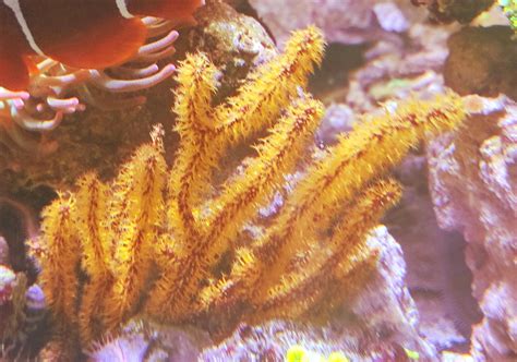 Menella gelb/orange Gorgonie Nachzucht XXL WYSWYG Angebot