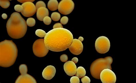 This Deadly Fungal Infection Is Spreading Fast — Here’s What To Know | KCM