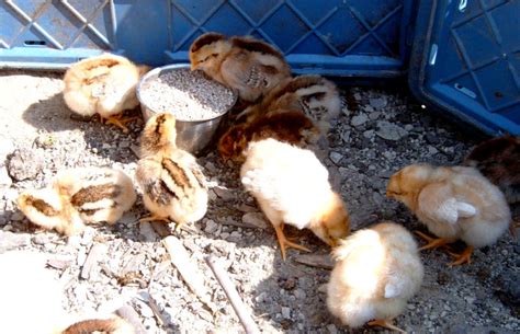 Chicks not eating? Helping baby chicks to eat and the reasons some new ...