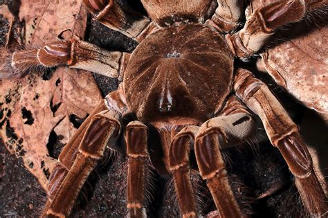 The world's largest spider is the goliath birdeater, (170 grams) 😱 in ...