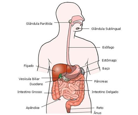O Que Baço No Corpo Humano - Baço - Toda Matéria