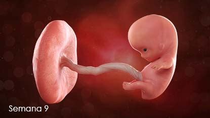 Feto Com 9 Semanas - Como se ve un feto de 9 semanas de gestacion