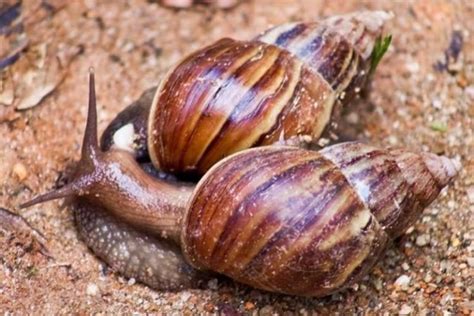 Doenças Transmitida Pelo Caramujo - Agevisa alerta sobre transmissão de doenças pelo caramujo - ROLNEWS