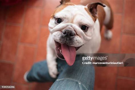 29,704 Goofy Dog Smile Stock Photos, High-Res Pictures, and Images ...