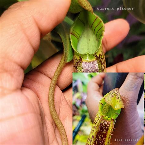 Analysts are debating the latest pitcher batter matchup results 8