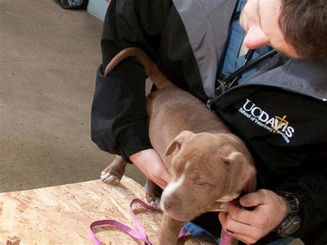 Strategic Plan 2018-23 | School of Veterinary Medicine