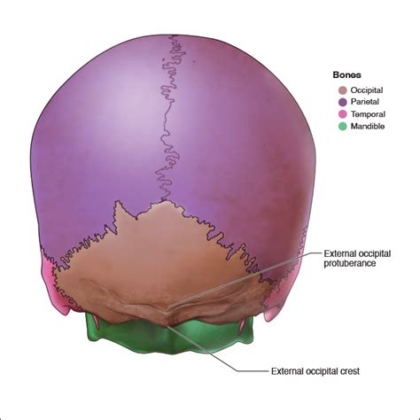 occipital bone