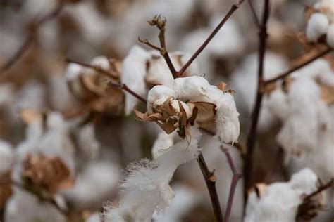 cotton images   png stickers wallpapers backgrounds