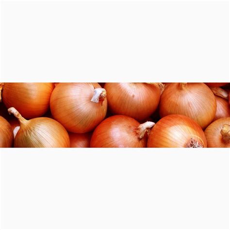 Продам лук оптом — Agro-Kazakhstan