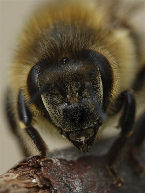 European Honey Bee Apis Mellifera Stock Image - Image of european ...
