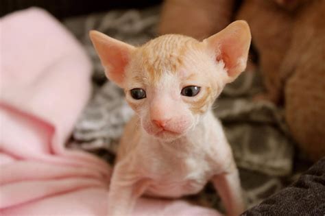 Premium Photo | Cornish rex kitten