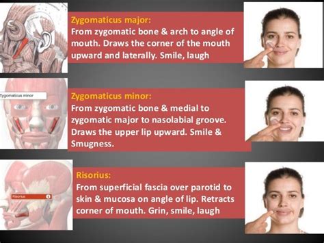why your smile hides more than you think—hinge on zygomaticus