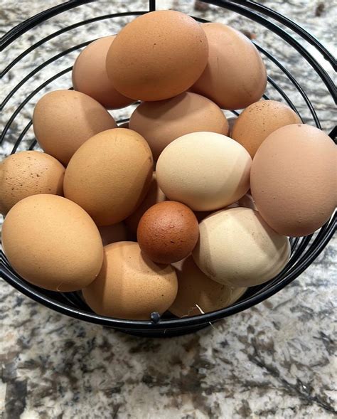 Easy days lay 🐓 : r/chickens