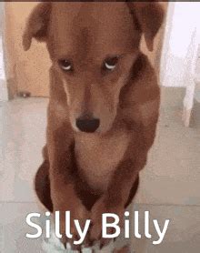 Billy Funny GIF - Billy Funny Meme - Discover & Share GIFs