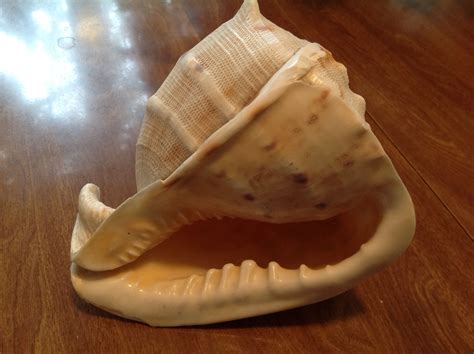 one of the largest shells in our collection | Sea shells, Shells, Fruit
