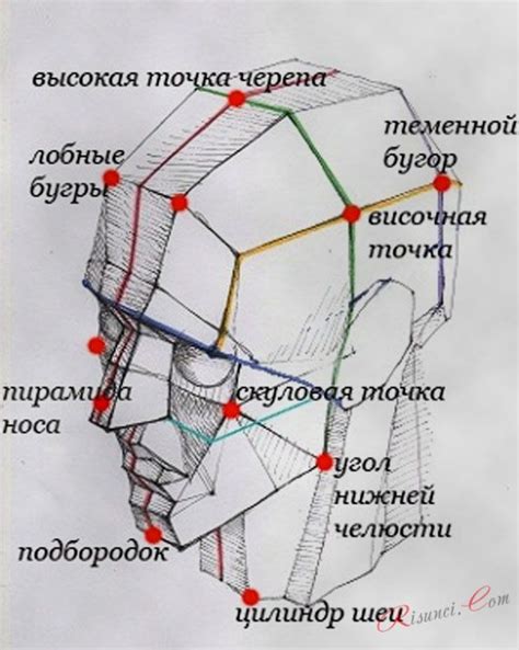здесь схематично разделена голова человека на участки | Human anatomy ...