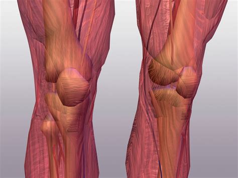 knee sounds give docs  leg  scientific american