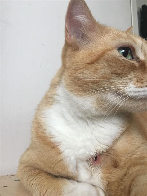 can cats eat flies 3