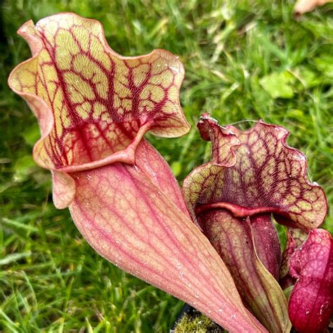 sarracenia purpurea subsp venosa sylwia pitcher plant
