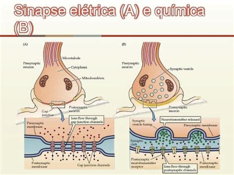 Sinapse Eletrica E Quimica