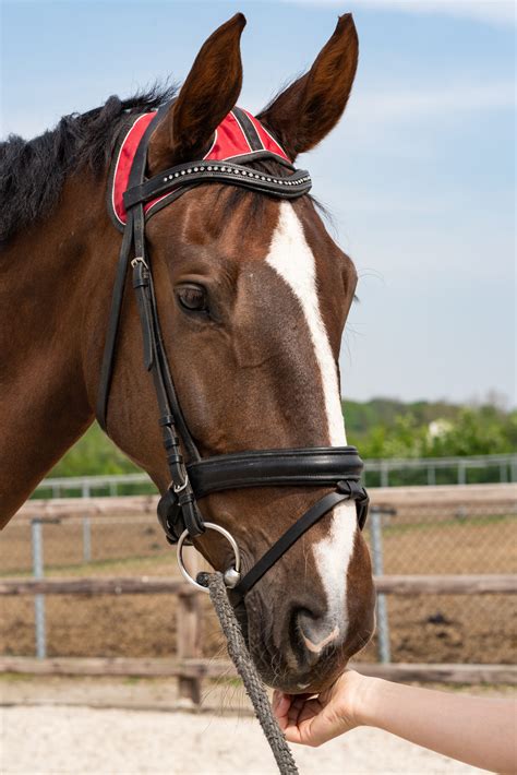 Wireless Equine Gait Analysis - Inertia Technology