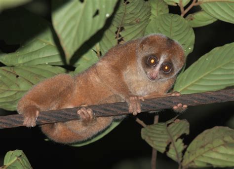 bornean slow loris nycticebus menagensis inaturalist