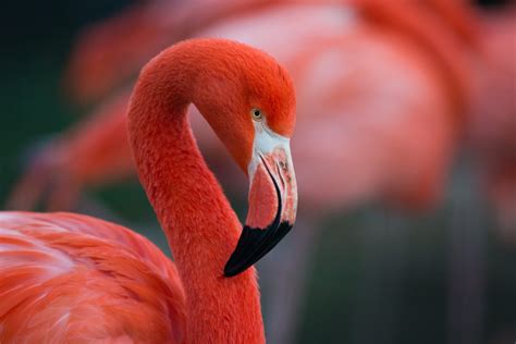 American Flamingo - Earth.com American Flamingo