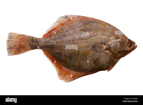 The flounder hi-res stock photography and images - Alamy