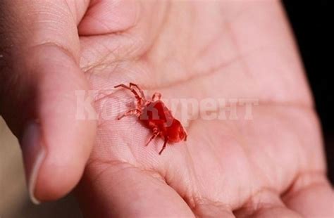 Бум на ухапаните деца от кърлежи в София : Konkurent.bg