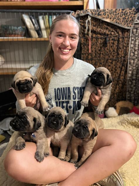 Mastiff Puppies For Sale