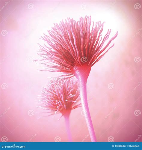 Microscopic Image of Growing Molds or Mold Fungus and Spores Stock