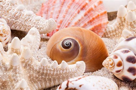 keong kerang laut foto foto foto stok potret gambar bebas
