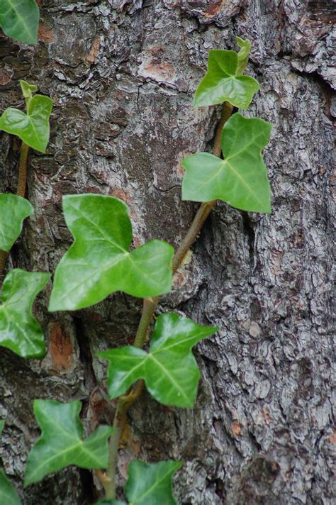 19 Types of Ivy to Grow in Your Yard