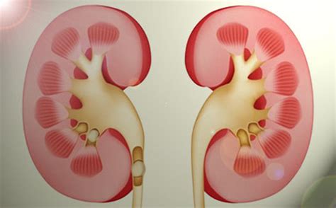 boebrek fonksiyonlari nelerdir
